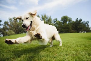 Un estudio reveló lo que los dueños de mascotas quieren saber: ¿Pueden contagiar enfermedades?
