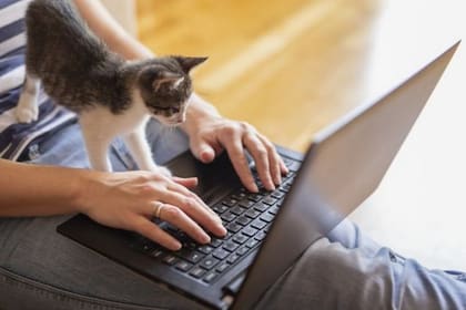 Las mascotas, los picoteos y hasta las labores del hogar pueden distraerte cuando trabajas desde casa