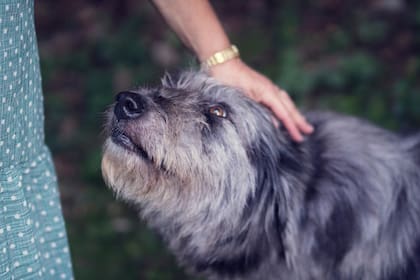 Las mascotas pueden estar en contacto con los humanos sin riesgo de contagiarse ni contagiar el coronavirus, pero conviene lavarse las manos luego de tocarlos porque pueden portar otros gérmenes
