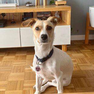 Las mascotas reciben como obsequio por su membresía un collar con el escudo del equipo
