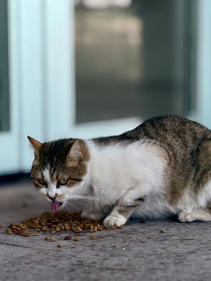 Las mascotas sanas de edad avanzada necesitan un buen aporte proteico para frenar la pérdida de masa muscular