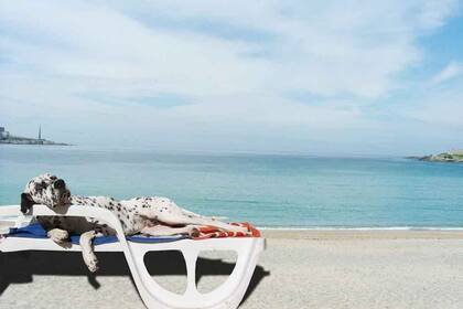 Las mascotas también son parte de la familia, por eso a la hora de planear las vacaciones hay opciones para ellos también