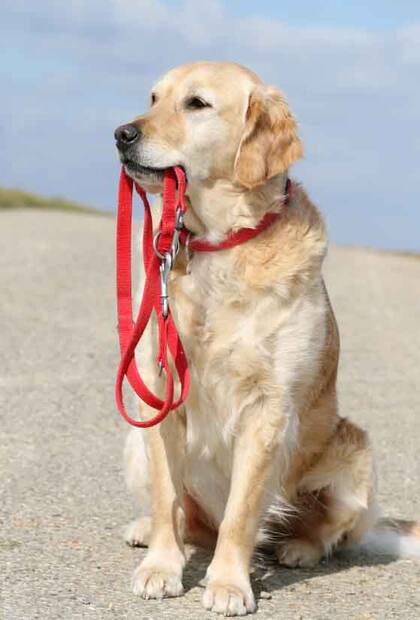 Las mascotas también son parte de la familia, por eso a la hora de planear las vacaciones hay opciones para ellos también