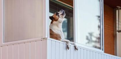 Las mascotas también son un problema en este poblado español que prohíbe su presencia en áreas públicas durante ciertos horarios