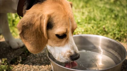 Las mascotas también sufren del calor. Por eso es aconsejable que beban mucha agua para evitar golpes de calor