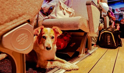 Las mascotas viajan con sus dueños.