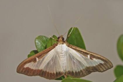 Las medidas de contención por la aparición del insecto (Foto: CBS News)
