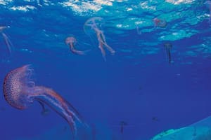 Investigadores del Conicet identificaron una especie de medusa invasora de Asia en Bariloche