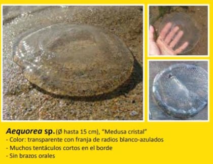 Las medusas que se pueden encontrar en las playas de Punta del Este