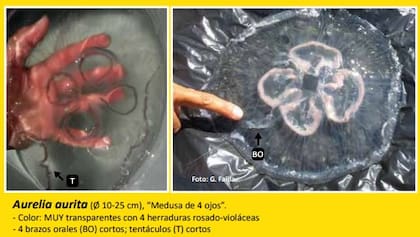 Las medusas que se pueden encontrar en las playas de Punta del Este