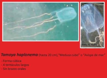 Las medusas que se pueden encontrar en las playas de Punta del Este