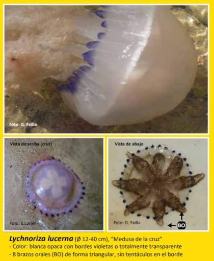 Las medusas que se pueden encontrar en las playas de Punta del Este