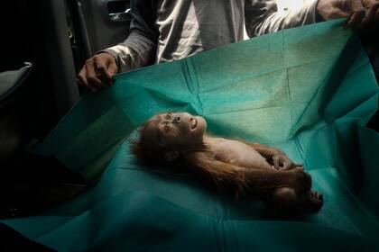 El cuerpo de una orangutana de un mes yace sobre la tela quirúrgica de un equipo de rescate, cerca de la ciudad de Subulussalam, Sumatra, en Indonesia. Murió poco después de ser encontrada con su madre herida en una plantación de aceite de palma. Foto de Alain Schroeder