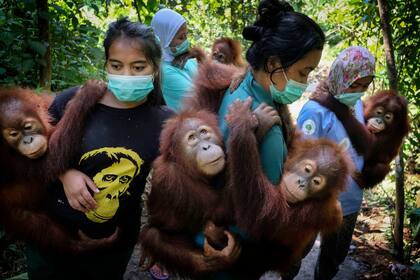 Madres sustitutas llevan orangutanes huérfanos a una escuela forestal donde les enseñarán a trepar a los árboles, en Sumatra Septentrional, Indonesia. Esta foto es parte de una serie que ganó el primer premio en Historias de la naturaleza