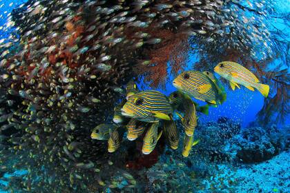 Primer premio: "Raja Ampat" tomada en Indonesia por Eduardo Acevedo Fernández