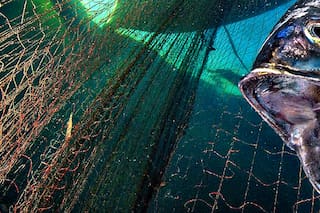 Galería. Las mejores fotos submarinas del concurso Ocean Art