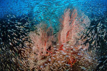 Mención de honor: "Arrecife de peces de vidrio" tomada en Raja Ampat, Indonesia por Nicholas More 