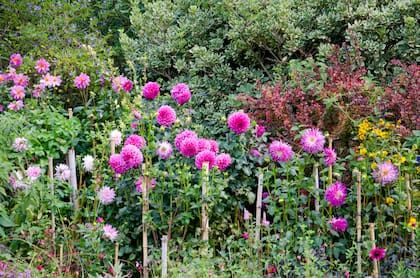 Las mejores horas para regar las dalias son durante la mañana o al final de la tarde y es preferible hacerlo sobre la tierra, evitando mojar las hojas