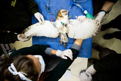 Injerto de plumas de una lechuza de campanario rescatada por el Programa de Conservacion y Rescate de Aves Rapaces del Ecoparque de la Ciudad de Buenos Aires, 29 de julio