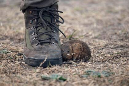 Un ratón que huía de los incendios en Victoria se refugia contra la bota del dueño de un campo que ayudaba a los brigadistas a contener el fuego, 26 de agosto