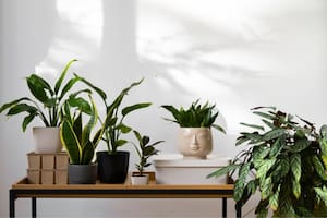 Las mejores plantas para combatir la humedad