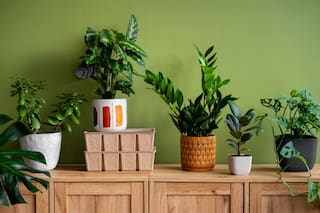 Las cinco mejores plantas para purificar el aire de tu casa de forma natural