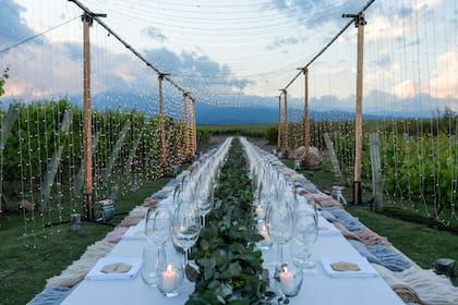 Las mesas se colocan entre las viñas en Mendoza
