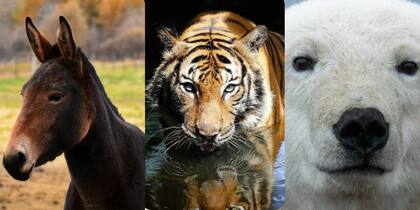 Las mezclas genéticas han dado como resultado extraordinarias especies, a menudo, poco conocidas