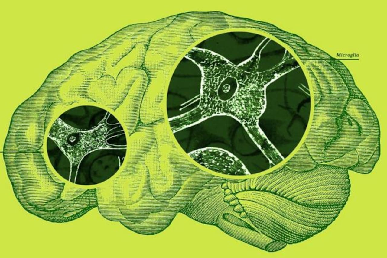 Las fascinantes células que protegen tu cerebro, pero también pueden atacarlo - LA NACION
