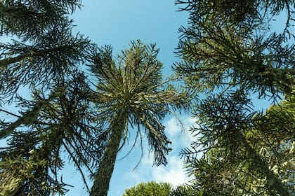 Las milenarias araucarias que todavía resisten en Quillén.