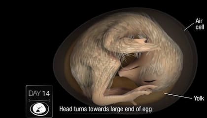 Las modificaciones al embrión fueron temporales (Foto: Grok)