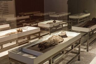 Las momias, junto a sus ajuares, en el subsuelo del Museo San Miguel de Azapa. Hay deshumidificadores y luces de bajo impacto para que se mantengan en condiciones similares a las que fueron encontradas.