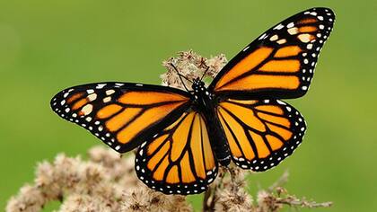 Las monarca, símbolo y orgullo en Michoacán
