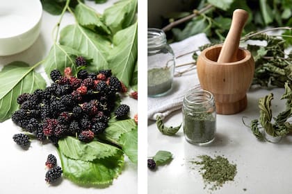Las moras, el fruto y las hojas, contienen compuestos que ayuda a equilibrar los niveles de azúcar