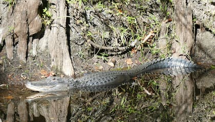 Las mordeduras de caimanes tienen más probabilidades de ocurrir dentro o alrededor del agua, explica la FWC