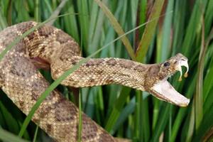 Las mordeduras de serpiente matan a unas 140.000 personas al año