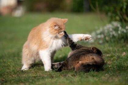 Las mordeduras pueden transmitir enfermedades graves como la rabia, el tétanos y el virus de la inmunodeficiencia felina (Foto Pexels)