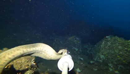 Las morenas de mar son depredadoras que cazan por la noche y permanecen la mayor parte del día escondidas