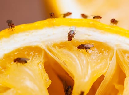 Las moscas de fruta o del desagüe suelen reproducirse en lugares húmedos o donde haya restos de comida