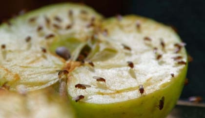Las moscas de la frutas pueden provocar desagrado pero representan una importancia científica significativa