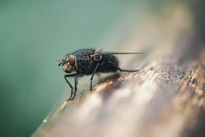 Alarma en California por la expansión de un insecto que causa picaduras dolorosas