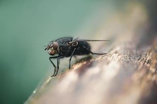 Alarma en California por la expansión de un insecto que causa picaduras dolorosas