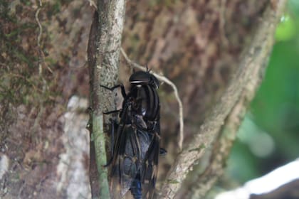 Las moscas negras presentes en California tienen un tamaño de entre 2 a 3 milímetros (Imagen ilustrativa)