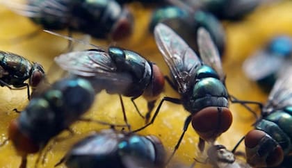 Las moscas son atraídas por basura, restos de alimentos, materia orgánica y luces intensas
