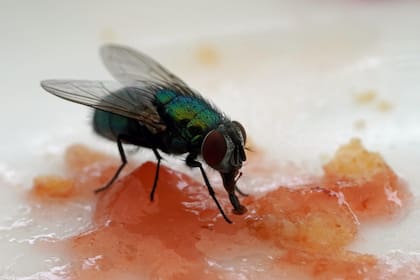 Las moscas son atraídas por los alimentos y los restos de comida (Imagen de carácter ilustrativo: PIXABAY)