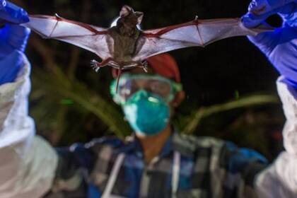 Las muestras de sangre y de los orificios de los murciélagos son enviadas a laboratorios para su análisis