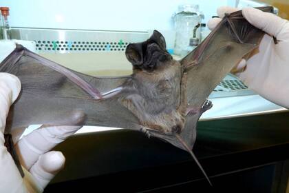 Las muestras se mandan a Australia