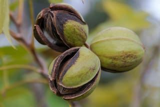 Karité: el árbol sagrado que mejora la vida de las nigerianas