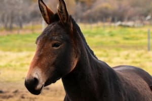 ¿Por qué la mula es un animal híbrido y no puede tener hijos?