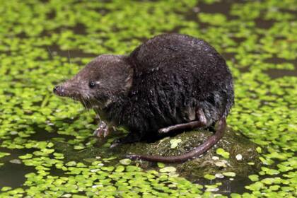 Las musarañas de agua son las más extrañas de todas las recolectoras submarinas